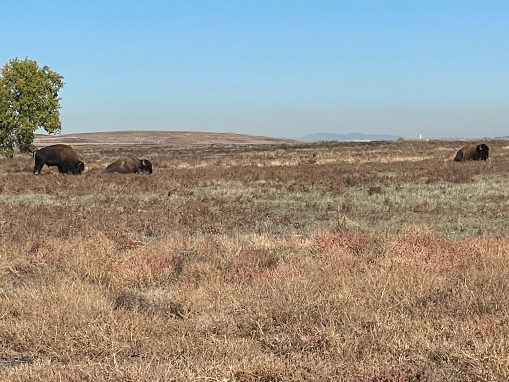 Buffalo at the Rocky Mountain arsenal national wildlife refuge